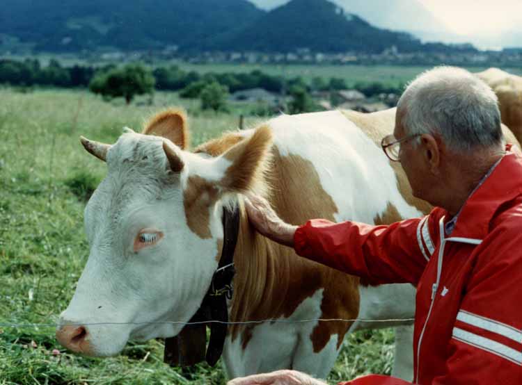 feeding cow